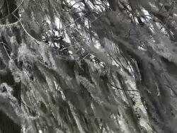 Moss Covered Trees Stock Footage