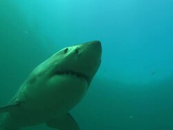 White shark, South Africa, Gansbaai  Stock Footage