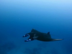 Manta Ray Stock Footage