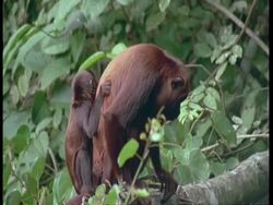 MCU Male Red Howler monkey moving through tree with infant on back, South America Stock Footage