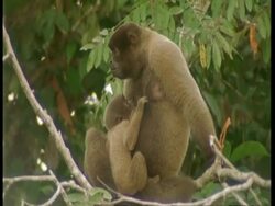 woolly monkey with young on back climbing along branch towards camera. Sits down, young suckles. Zoom in Moves away to left,  other woollies. Climbing and feeding - using tails to reach leaves. WA Stock Footage