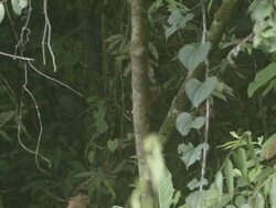 Pig-tailed Macaque sitting in tree Stock Footage