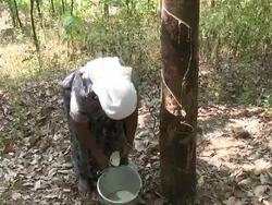 Woman extracts raw rubber from a tree. Stock Footage