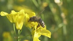Bee Stock Footage