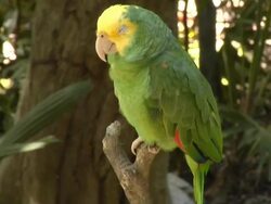 small parrot (HD) Stock Footage