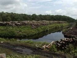 VOICED: 'Green fuel' burning up Indonesia's biodiversity News Clip