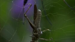 A grasshopper struggles in a spiderweb. Stock Footage