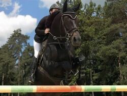 HD Super Slow-Mo: Show Hunter Jumping Over Fence Stock Footage