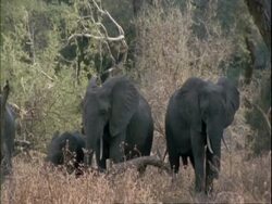 MS several elephants standing amongst trees flapping ears, Mana Pools, Zimbabwe Stock Footage