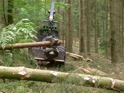 MS Loading machine at work in forest / Zerf, Rhineland Palatinate, Germany Stock Footage