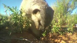 A meerkat digs in desert sand and captures a meal. Stock Footage