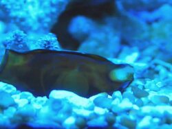 Shark egg Stock Footage