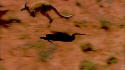 A kangaroo hops past desert shrubs and trees in Australia's Simpson Desert. Stock Footage