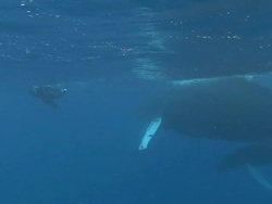 Humpback Whales & Snorklers Stock Footage