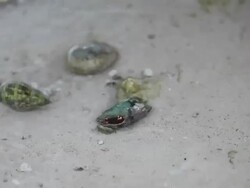 Hermit crab in the surf Stock Footage