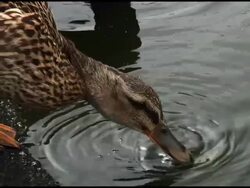 Duck Drinks Water: Female Mallard. Medium Shot Stock Footage
