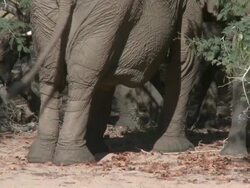 Desert Elephant (Loxodonta africana) swishing tail, Ugab River Basin, Namibia: desert-dwelling population of African Bush Elephant though not distinct subspecies Stock Footage