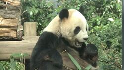 CLEAN : FILE: Last chance to see Tokyo's pandas before they try to mate News Clip