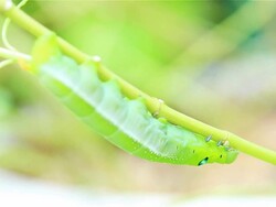 Green Caterpillar Walking Stock Footage