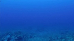 Fish & Coral Reef Underwater, Bermuda Coastline News Clip