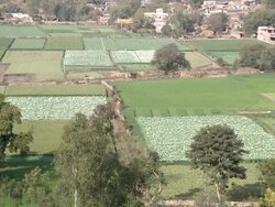 WS View of the poppy plantation / Rajasthan, India Stock Footage