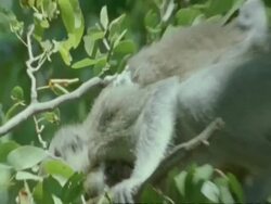 Vervet monkey, Cercopithecus aethiops, carrying child, Botswana, Africa Stock Footage