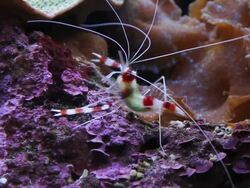 Shrimp walking on the coral. Stock Footage