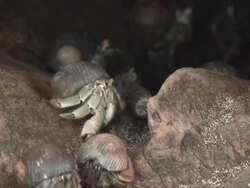 Hermit crabs in trunk Stock Footage