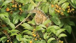 Indian Palm squirrel, Funambulus palmarum, feeding on berries in dense forest Stock Footage