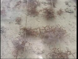 Zanzibar's men say seaweed farming is a job fit only for women News Clip