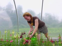 MS SLO MO Shot of Young woman picks flowers in green/hoop house at organic farm / Chatham, Michigan, United States Stock Footage