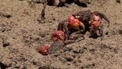 Red mangrove crab Stock Footage