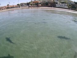 WS POV HA Sharks at la jolla beach / San Diego, California, United States Stock Footage