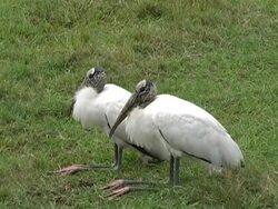 wood storks Stock Footage