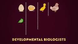 How the Turtle Got Its Shell Instructional Video