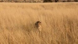A cheetah searches for prey in the tall grass of the savanna. Stock Footage