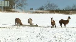 Camels and alpacas in snow North Yorkshire News Clip