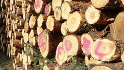 A log pile of freshly cut timber in Grizedale forest, Lake District, UK, that is destined to be used as biofuel in a biofuel power station. Stock Footage