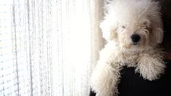 Man and his dog Stock Footage