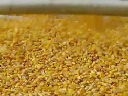  CU corn and bars as corn is poured into truck / Chelsea, Michigan Stock Footage