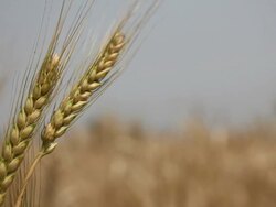 Close-up of wheat crops  Stock Footage