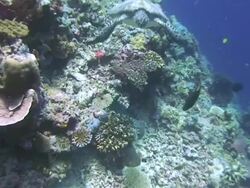 Green Turtle Stock Footage