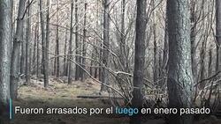 CLEAN : Perros sembradores devuelven esperanza a bosques de Chile News Clip