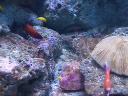 Underwater coral reefs and colorful fish swimming. Stock Footage