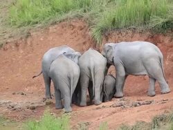 Elephant. Stock Footage