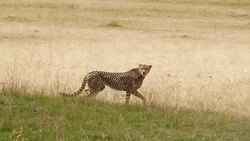 Cheetahs Hunting / preying Stock Footage