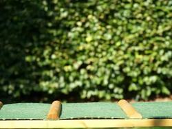 Dachshund playing in garden Stock Footage