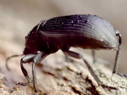 Beetle Stock Footage