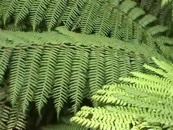 Green fern Stock Footage