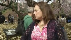 Botanic Garden prepares to celebrate famous cherry blossom festival News Clip